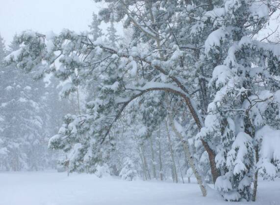 Powder blizzard trees